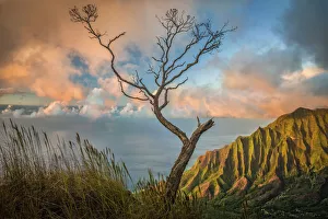 A lone acacia koa tree stretches up to the colorful sunset clouds over the Kalalau Valley A lone acacia koa tree stretches up to the colorful sunset clouds over the Kalalau Valley