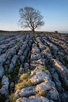 Yorkshire Dales Scenic Views Prints: Lone bare Ash Tree on Limestone Pavement