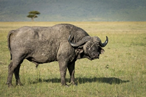 Lone male Cape buffalo (Syncerus caffer) in the Masai Mara, Kenya, East Africa, Africa Lone male Cape buffalo (Syncerus caffer) in the Masai Mara, Kenya, East Africa, Africa