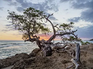 Central America Coastal Views Prints: Lone Tree by the Jack Sprat Beach at sunset, Treasure Beach, Saint Elizabeth Parish