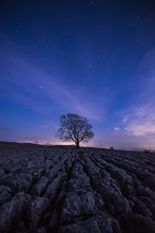 A lone tree on the limestone pavement on the hills above the village of Malham in A lone tree on the limestone pavement on the hills above the village of Malham in