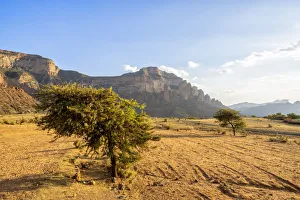 Lone trees in the dry land with Gheralta Mountains in background, Hawzen, Tigray Region Lone trees in the dry land with Gheralta Mountains in background, Hawzen, Tigray Region