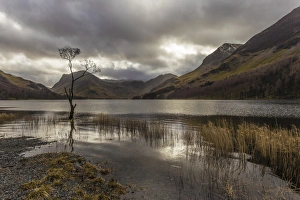 Lone winter tree with marginal golden grasses, Buttermere, Lake District National Park Lone winter tree with marginal golden grasses, Buttermere, Lake District National Park