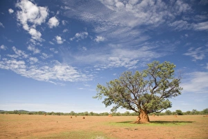 Blue Sky Scenic Views Prints: Lonely tree surrounded by a termite hill, Namibia, Africa