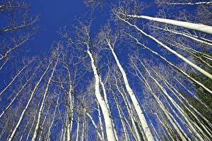 United States Scenic Landscapes Prints: Looking up at bare aspen trunks