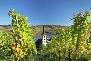 Autumn Vineyard Print, Moselle River Loop