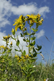 Perforate St Johns Wort Prints: Low angle view of Perforate (Common) St