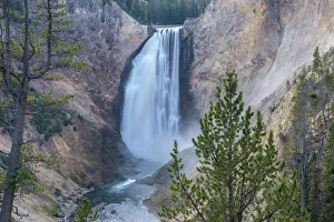 Lower Falls of the Grand Canyon framed in trees, Yellowstone National Park Lower Falls of the Grand Canyon framed in trees, Yellowstone National Park