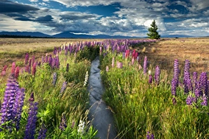 Lupin lined stream, near Lake Tekapo, Mackenzie Country, South Island, New Zealand Lupin lined stream, near Lake Tekapo, Mackenzie Country, South Island, New Zealand