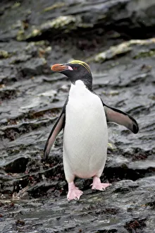 Macaroni penguin (Eudyptes chrysolophus), Royal Bay, South Georgia, Polar Regions Macaroni penguin (Eudyptes chrysolophus), Royal Bay, South Georgia, Polar Regions