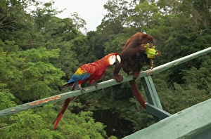 Brazil Travel Photography Prints: Macaw and monkey compete for fruit, Amazon area, Brazil, South America