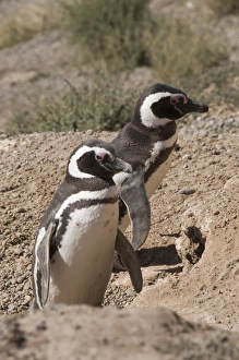 Valdés Peninsula Wildlife Prints: Magellanic penguins, Punta Cantor, Valdes Peninsula, Patagonia, Argentina, South America