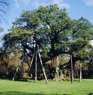 The Major Oak (Robin Hood Tree), Sherwood Forest, Nottinghamshire, England The Major Oak (Robin Hood Tree), Sherwood Forest, Nottinghamshire, England