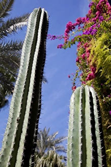 Majorelle Gardens, Marrakesh, Morocco, North Africa, Africa Majorelle Gardens, Marrakesh, Morocco, North Africa, Africa