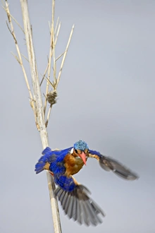 Malachite kingfisher (Alcedo cristata) taking off Malachite kingfisher (Alcedo cristata) taking off