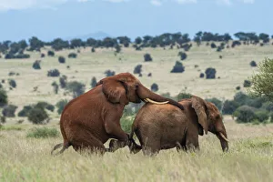 Two male African elephants (Loxodonta africana) displaying homosexual behavior, Tsavo Two male African elephants (Loxodonta africana) displaying homosexual behavior, Tsavo