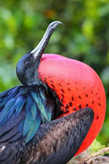 Male Great Frigatebird (Fregata minor) on Genovesa Island, Galapagos National Park Male Great Frigatebird (Fregata minor) on Genovesa Island, Galapagos National Park
