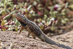 Male lava lizard (Microlophus spp), on North Seymour Island, Galapagos, UNESCO World Heritage Site Male lava lizard (Microlophus spp), on North Seymour Island, Galapagos, UNESCO World Heritage Site