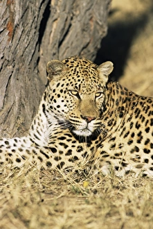 Prints of Male leopard, Panthera pardus, in captivity, Namibia, Africa Related Prints: Male Leopard Print, Namibia Africa