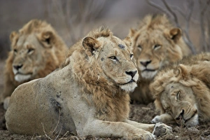 Four male lion (Panthera leo), Kruger National Park, South Africa, Africa Four male lion (Panthera leo), Kruger National Park, South Africa, Africa