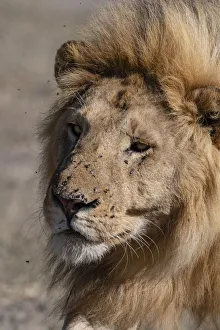 Male lion (Panthera leo), Ndutu, Ngorongoro Conservation Area, UNESCO World Heritage Site Male lion (Panthera leo), Ndutu, Ngorongoro Conservation Area, UNESCO World Heritage Site