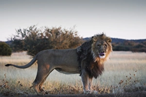 Male lion (Panthera leo), showing tongue, AfriCat Foundation, Okonjima Male lion (Panthera leo), showing tongue, AfriCat Foundation, Okonjima