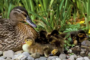 Prints of Mallard (Anas platyrhyncos) with ducklings, United Kingdom, Europe Related Prints: Mallard Print with Ducklings, United Kingdom