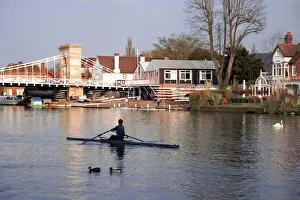 Prints of Man rowing on River Thames near Rowing Club, Marlow suspension bridge in background, Marlow, Buckinghamshire, England, United Kingdom, Europe Buckinghamshire Prints: Man rowing Print near Marlow suspension bridge