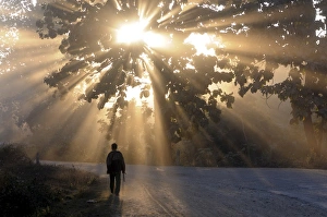 Man walking along a street with sun rays shining through a tree, Highlands Man walking along a street with sun rays shining through a tree, Highlands
