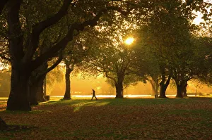 Man Walking Under Trees Print, New Zealand Landscape