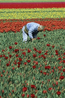 Tulip Fields Holland Prints: Man working in tulip fields