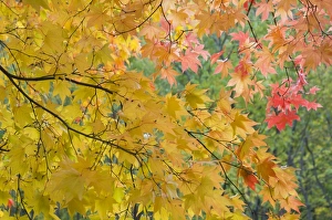 Images Dated 19th October 2007: Maple Tree Print, Hokkaido Landscape