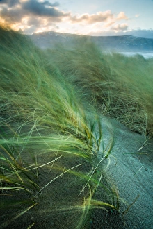 European Coastal Scenery Images Prints: Marram grass blows in the wind, Harlech, Gwynedd, Wales, United Kingdom, Europe