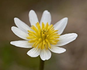 Botany Photography Prints: Marsh Marigold (Elk