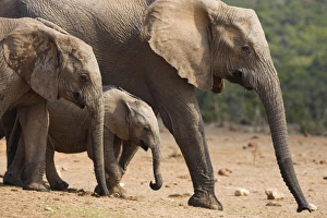 Eastern Cape National Park Prints: Maternal group of elephants