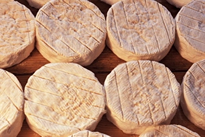 Camembert Cheese Prints: Maturing Camembert cheese, Normandy, France, Europe