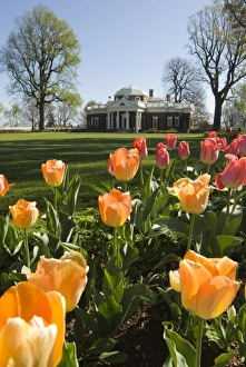 Thomas Jefferson House Prints: mcs0131