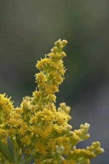 Meadow goldenrod (Solidago occidentalis), Glacier National Park, Montana Meadow goldenrod (Solidago occidentalis), Glacier National Park, Montana