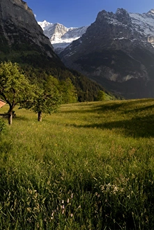 Grindelwald Valley View Prints: Meadows and mountains