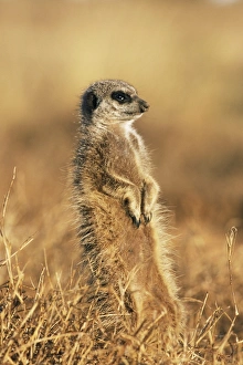 Suricata Suricatta Images Prints: Meerkat (suricate)