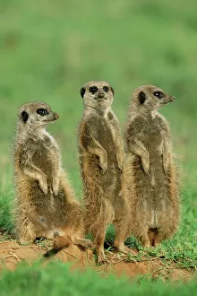Images Dated 9th August 2008: Three Meerkats Print, Suricata suricatta, Addo National Park