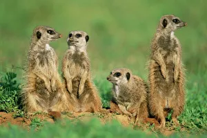Images Dated 9th August 2008: Four Meerkats Print, Suricata suricatta, Addo National Park, South Africa