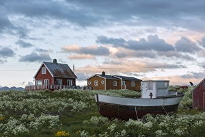 Midnight sun on the wooden houses called rorbu surrounded by blooming flowers, Eggum Midnight sun on the wooden houses called rorbu surrounded by blooming flowers, Eggum