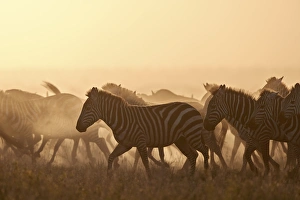 The Migration, common zebra (plains zebra) (Burchells zebra) (Equus burchelli) The Migration, common zebra (plains zebra) (Burchells zebra) (Equus burchelli)