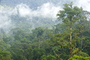 Borneo Rainforest Prints: Mist rises from primary rainforest at dawn