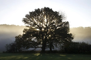 United Kingdom Nature Photography Prints: Misty trees, Exe Valley, Devon, England, United Kingdom, Europe