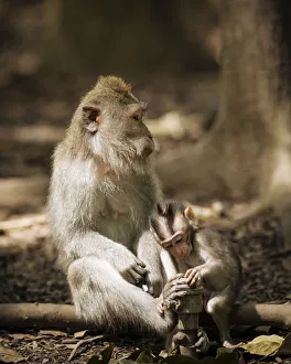 Monkey and baby long tailed Macaques playing with tap, Monkey Forest Sanctuary, Ubud Monkey and baby long tailed Macaques playing with tap, Monkey Forest Sanctuary, Ubud