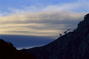 Chile National Parks Prints: Monkey puzzle trees silhouetted against clouds at sunset, Conguillio National Park
