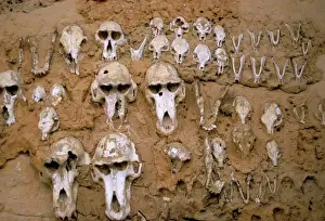 Prints of Monkey skulls embedded in mud wall to protect against evil spirits, Dogon village of Telle, UNESCO World Heritage Site, Mali, Africa Mali Prints: Monkey Skulls in Mud Wall Print