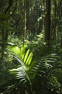 Costa Rican National Parks Prints: Monteverde Cloud Forest Reserve, Monteverde, Costa Rica